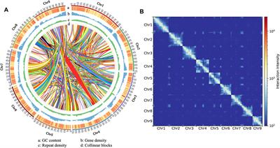 Chromosome-Scale, Haplotype-Resolved Genome Assembly of Suaeda Glauca